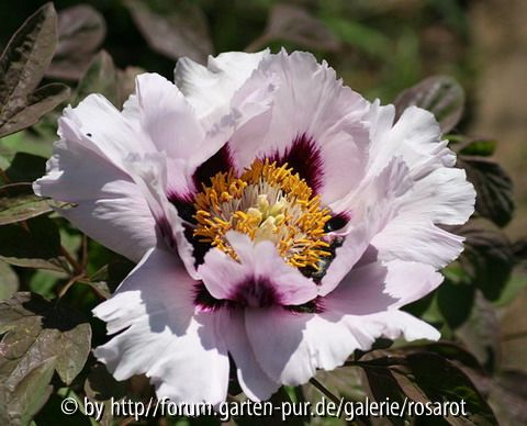 P. rockii weiß 2008
