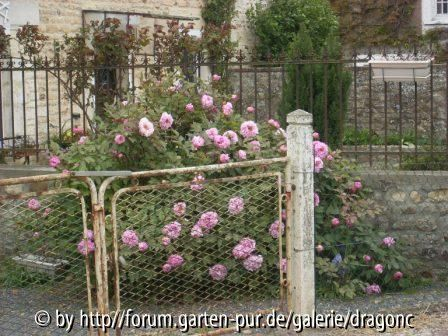 Nordfrankreich 2008 - Pfingstrosen