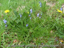 Nordfrankreich 2008 - Blüte