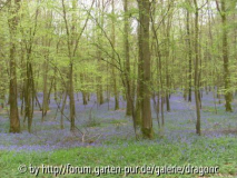 Nordfrankreich 2008 - Blütenteppich
