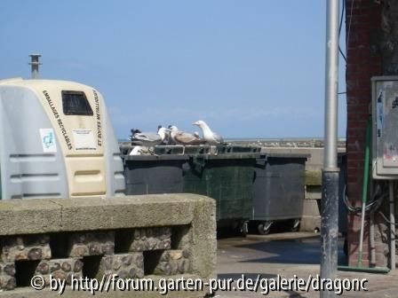 Nordfrankreich 2008 - Möwen