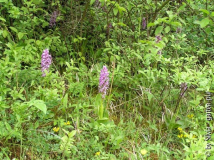 Orchideen.jpg