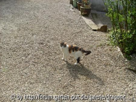 Nordfrankreich 2008 - MelaRosa Katze