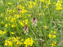 Orchis_Hufeisenklee.jpg