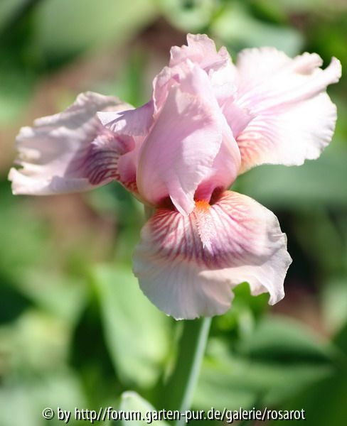 Iris media rosa