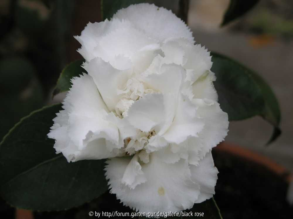 Camellia japonica Kona