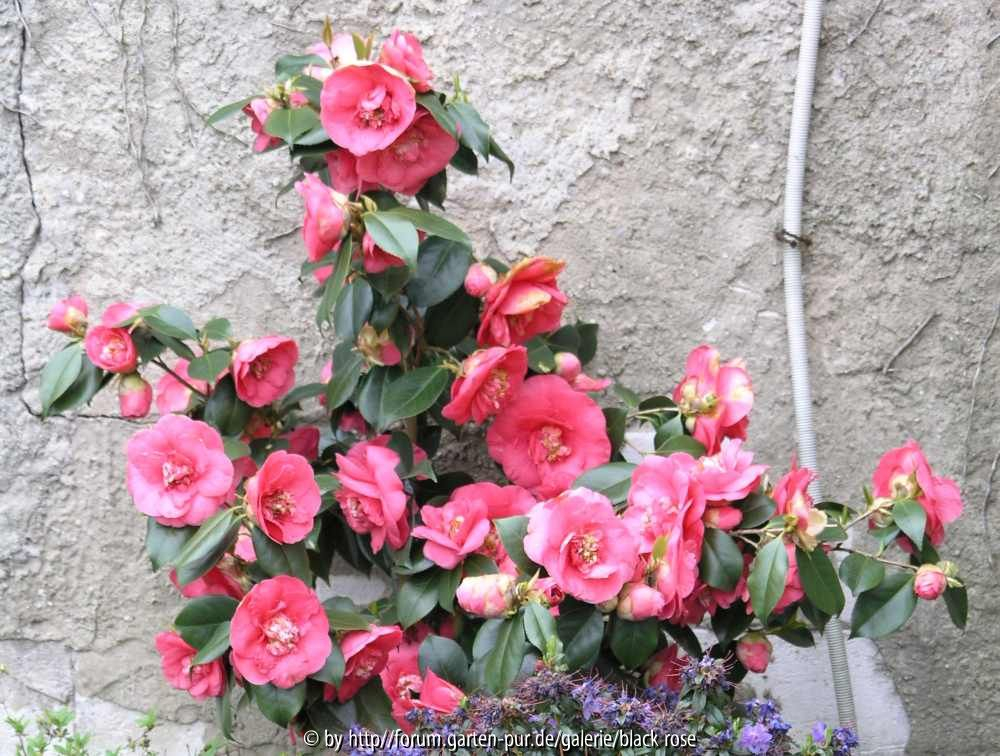 Camellia japonica R.L.Weeler in voller Blüte