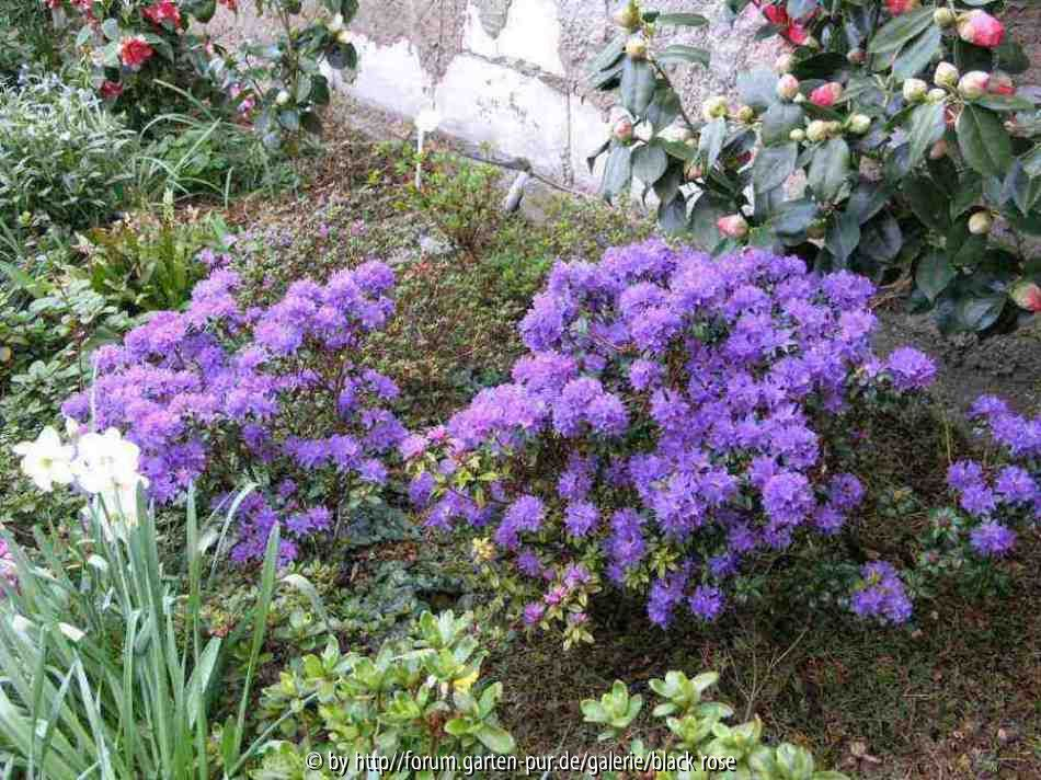  blaue Azalee