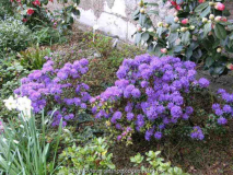  blaue Azalee