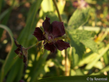 Geranium phaeum