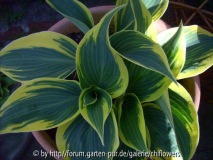 Hosta First Frost