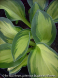 Hosta Eleanor Lachman