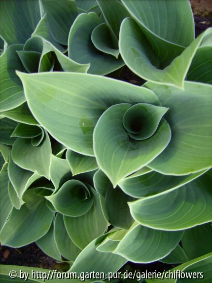 Hosta Blue Cadet