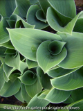 Hosta Blue Cadet