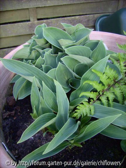 blaue Hostas
