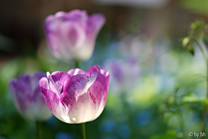 Tulpenaquarell