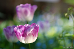 Tulpenaquarell