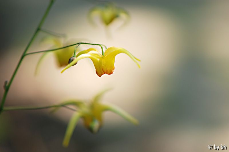 Epimedium Amber Queen