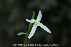 Clematis gentianoides