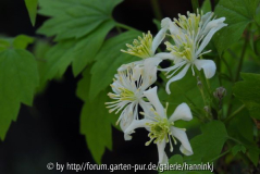 Clematis trichotoma 2
