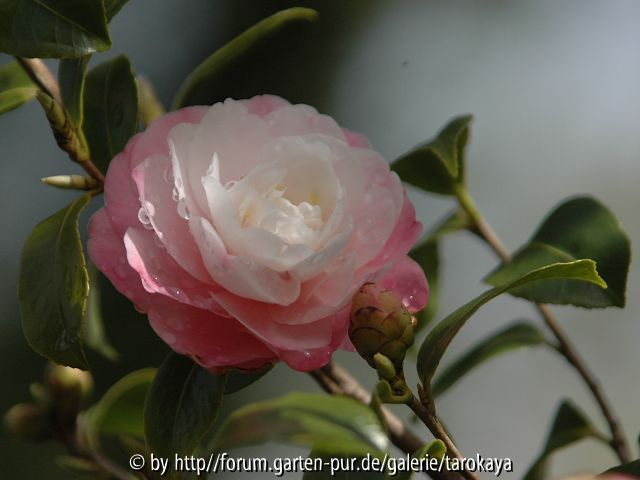 C.maliflora
