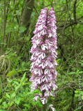 Orchis_purpurea_Pupur_Knabenkraut.jpg