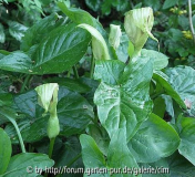 Aronstab - Arum Maculatum