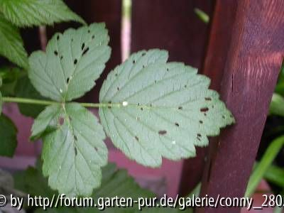 Himbeeren