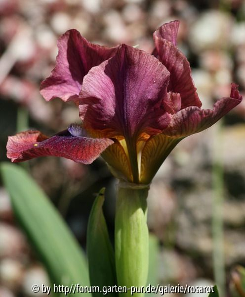 kupferviolett blauer bart