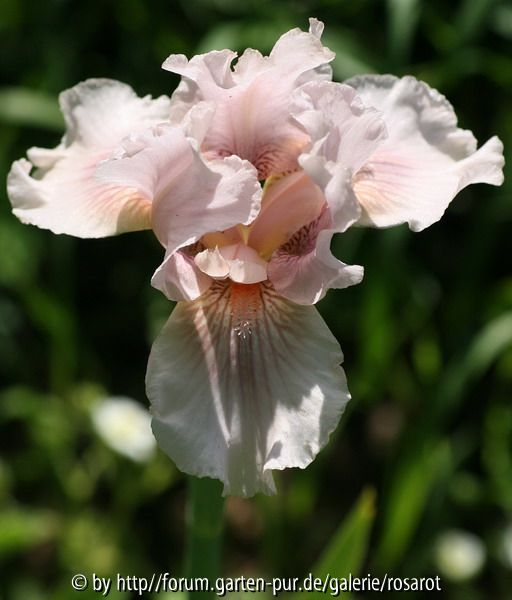 Iris media Rosa