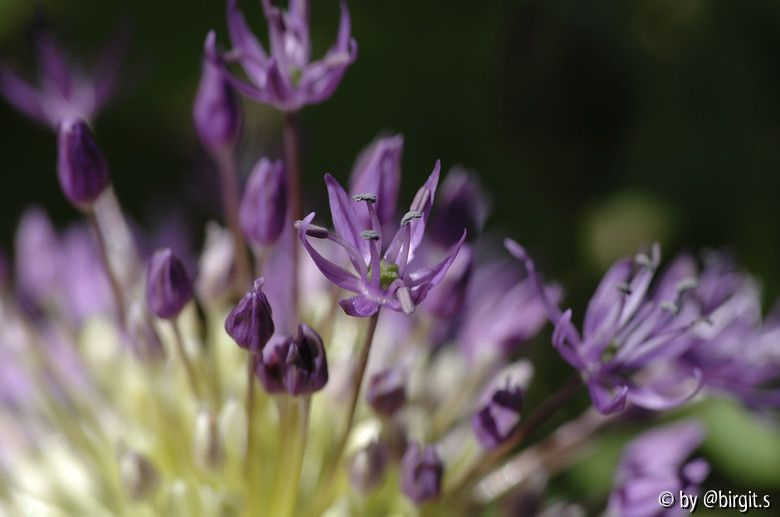 Allium I