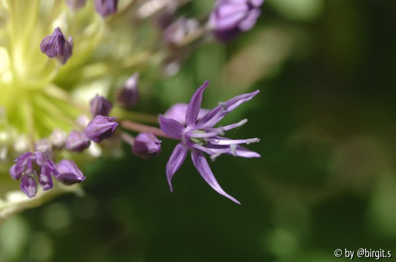 Allium II