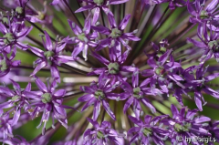 Allium