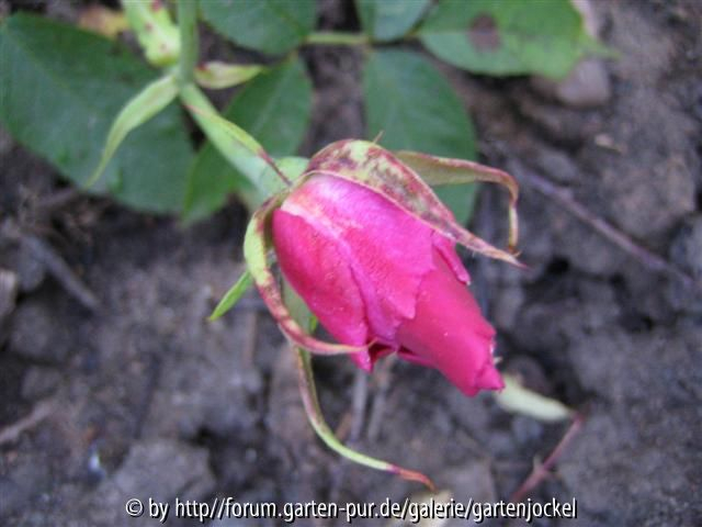 monsieur tillier 4-2008