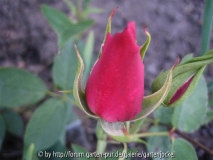 monsieur tillier 4-2008