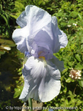 iris blue sapphire~0.jpg