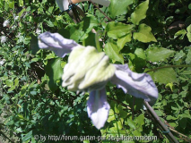clematis louise rowe.jpg