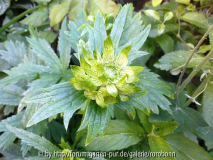 astrantia major1.jpg