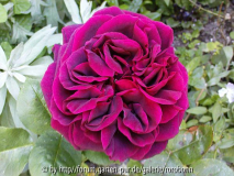 velvet fragrance.jpg