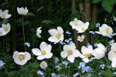 Anemonen