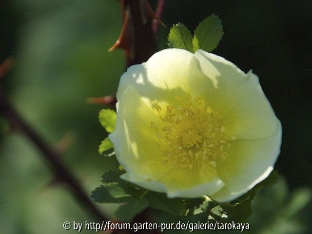 rosa hugonis2