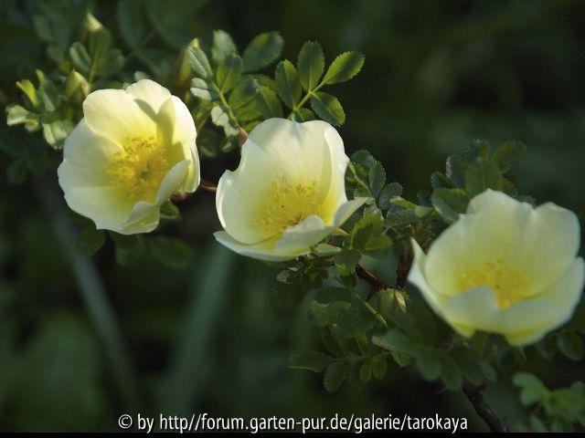 rosa hugonis