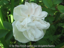Blanc Double de Coubert_22.jpg