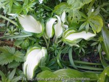 hosta undulatta inivittata.jpg