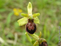 Spinnenragwurz_Ophrys_sphegodes.jpg