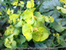 euphorbia.jpg
