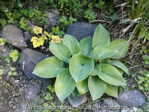hosta guacamole mit heucherella bedrängu