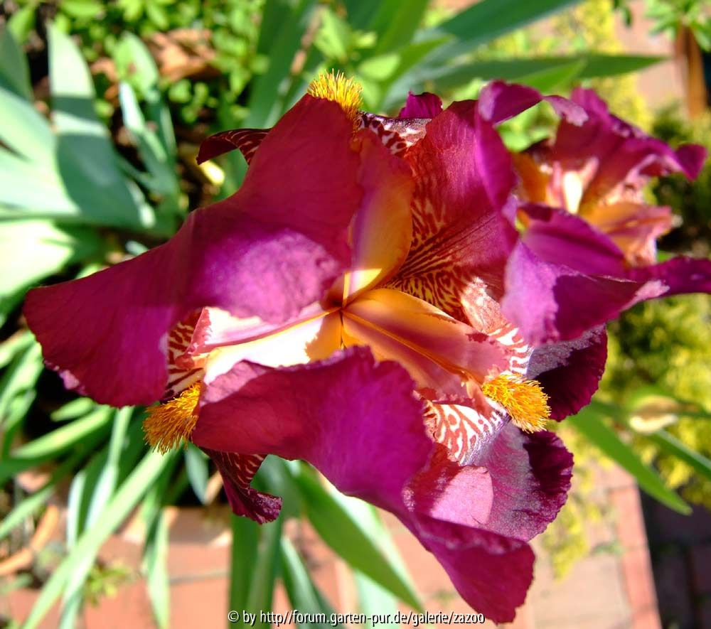 Iris barbata rotviolett zweite Ansicht