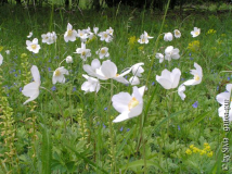 Anemona_sylvestris.jpg