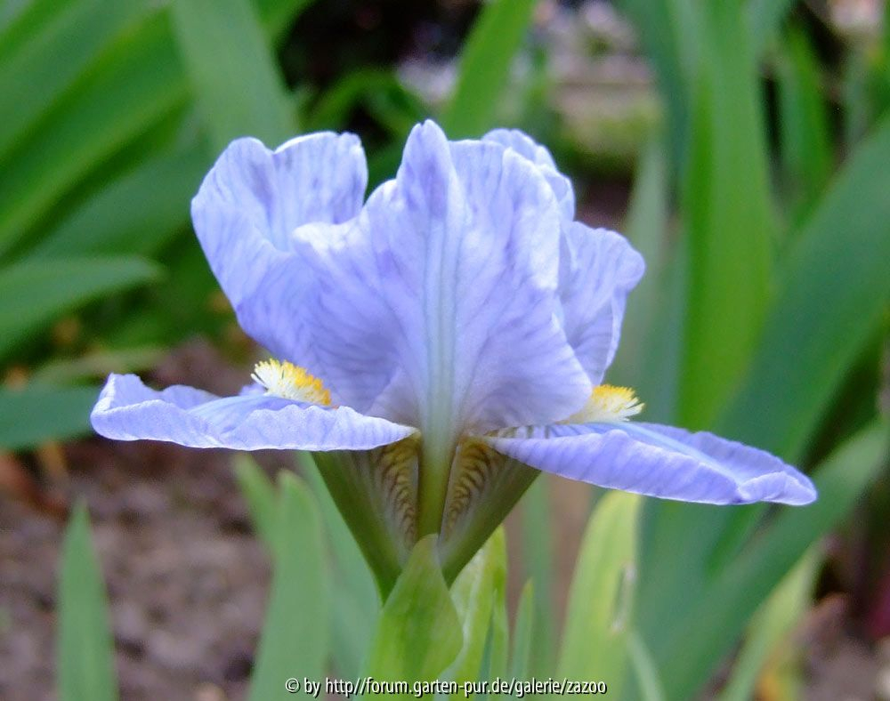 Iris barbata unbekannte Zweifarbige